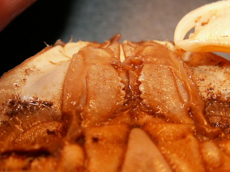 Calappa pelii 09.JPG